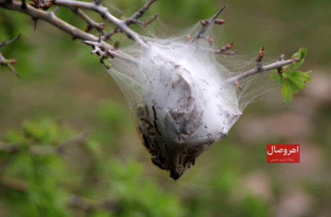 گزارش تصویری: آفت «پروانه دم قهوه ای» در جنگل فندقلوی اهر