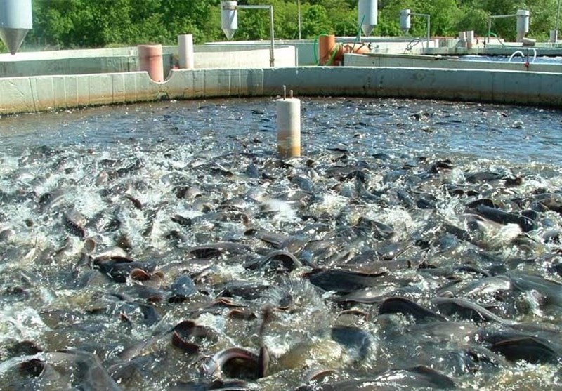 تولید سالانه ۹۰۰ تن گوشت سفید ماهی در اهر