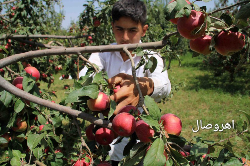 گزارش تصویری: برداشت سیب از باغات اهر