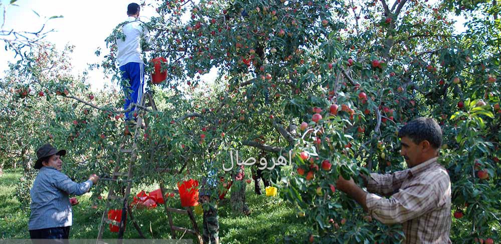 تولید محصول سیب در ۸۵ درصد از سطح باغات شهرستان اهر