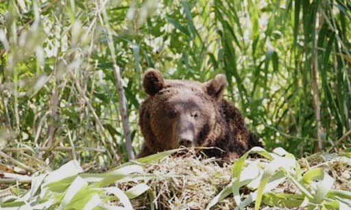 صحت خبر آتش زدن خرس قهوه‌ای در آذربایجان شرقی در دست بررسی است