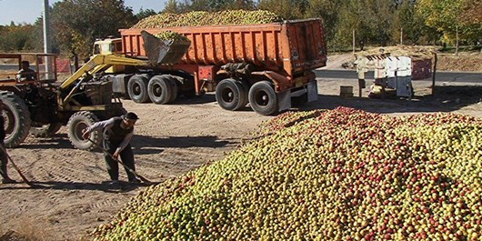 زخم بازار سیب بر دستان باغداران اهر