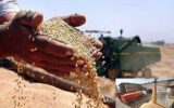 برداشت بیش از ۳۴ هزار تن گندم از اراضی کشاورزی اهر