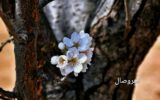 گزارش تصویری از: شکوفه های بهاری درختان در اهر